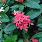 OnePlus 6 Fotocamera