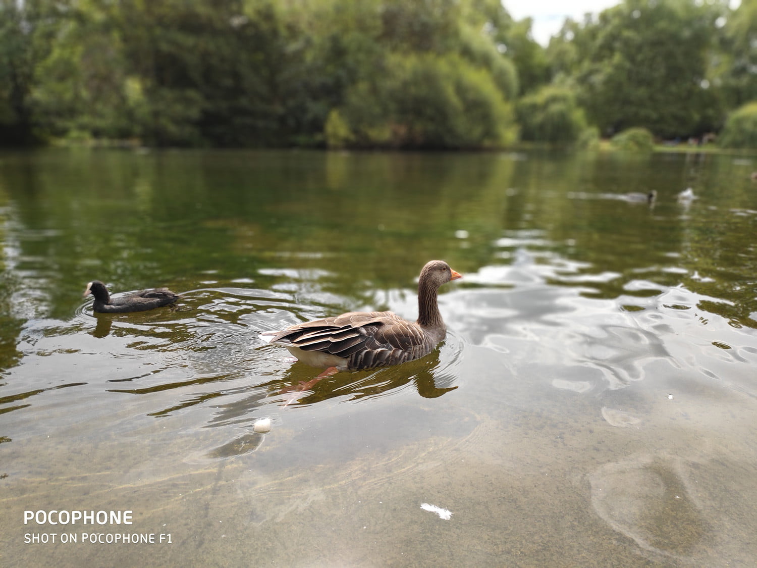 Xiaomi POCOPHONE F1 sample foto