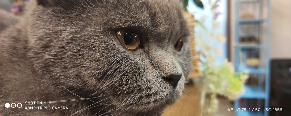 Xiaomi Mi 9 fotocamera