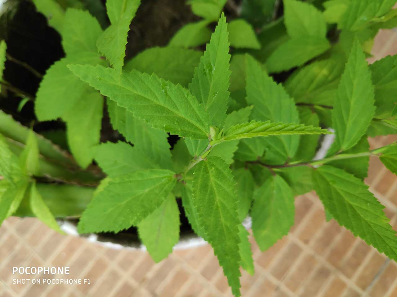 pocophone f1 fotocamera