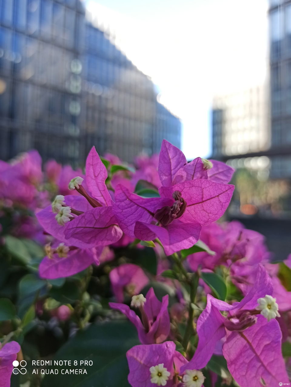 ritratto con redmi note 8 pro