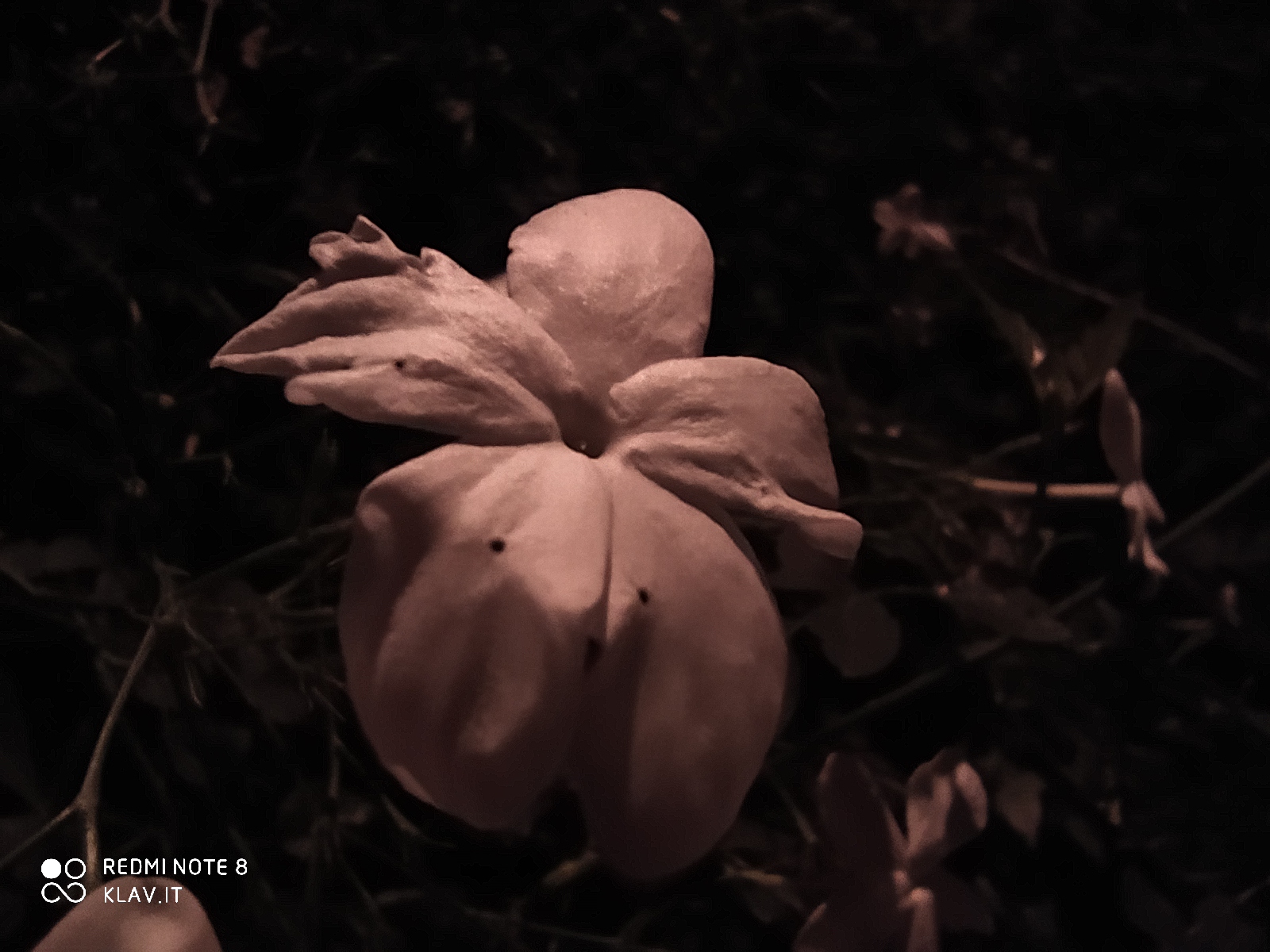 redmi note 8 sample foto outdoor