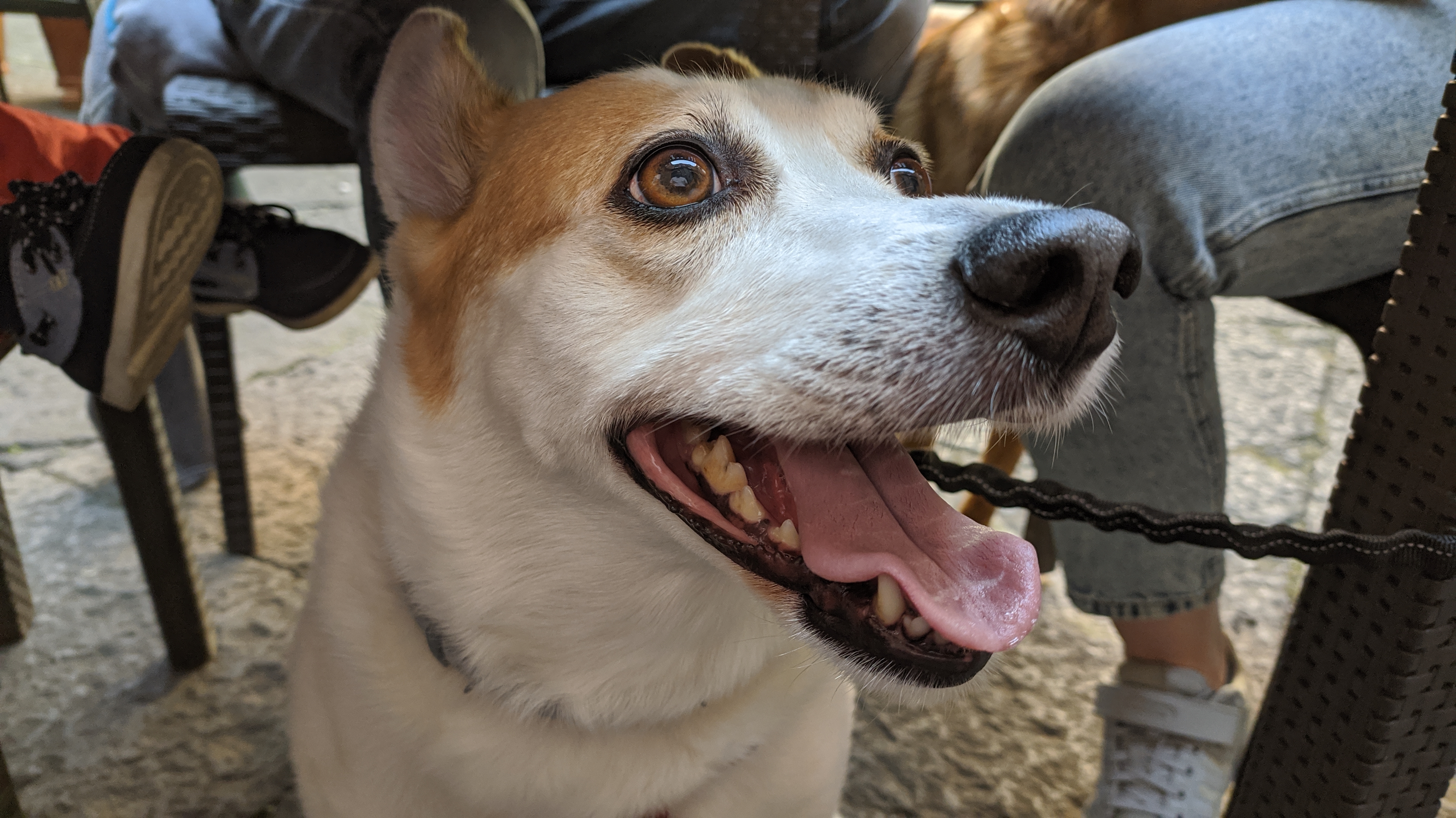 redmi note 8 sample foto animali