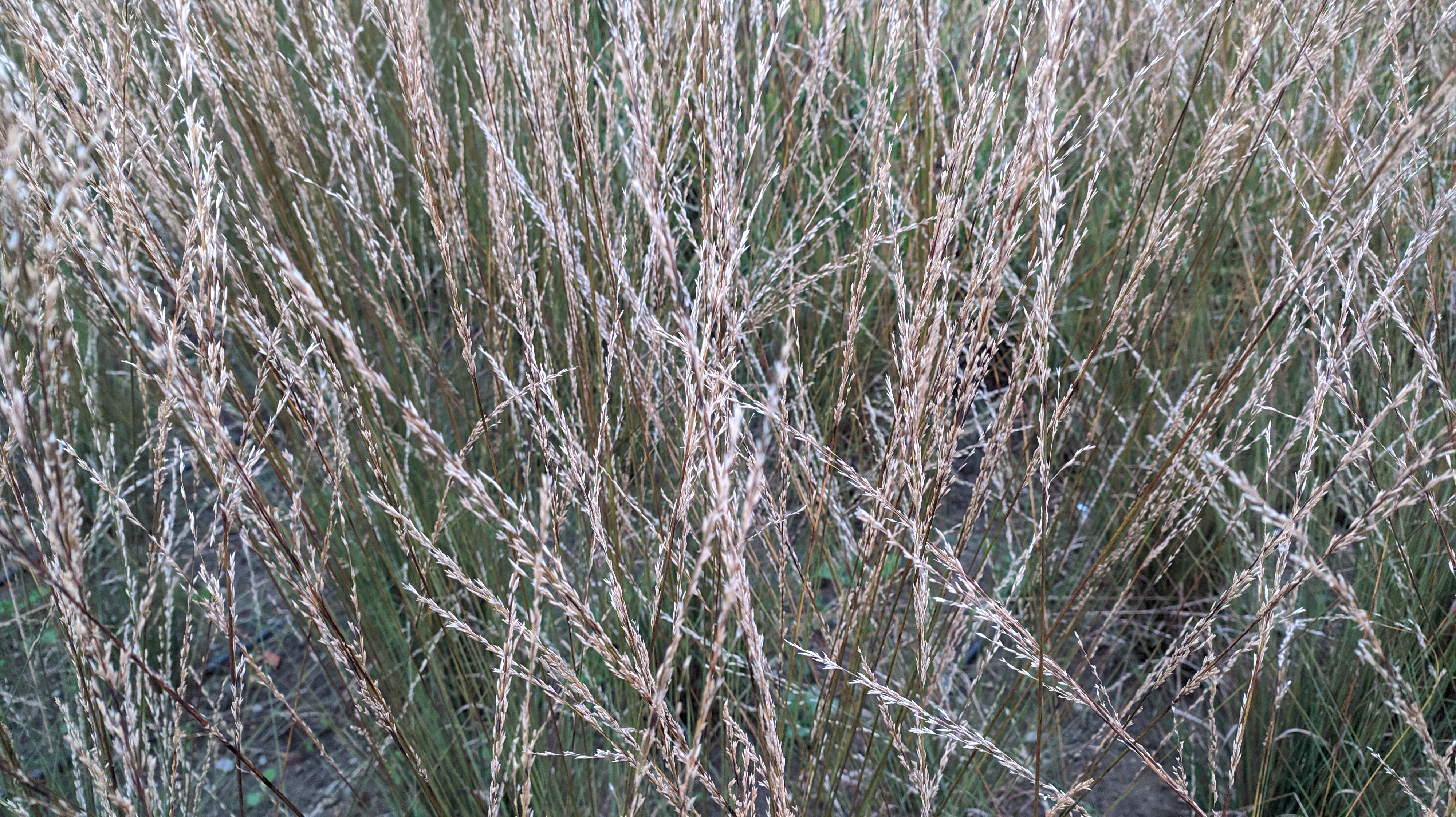 redmi note 8 sample foto outdoor