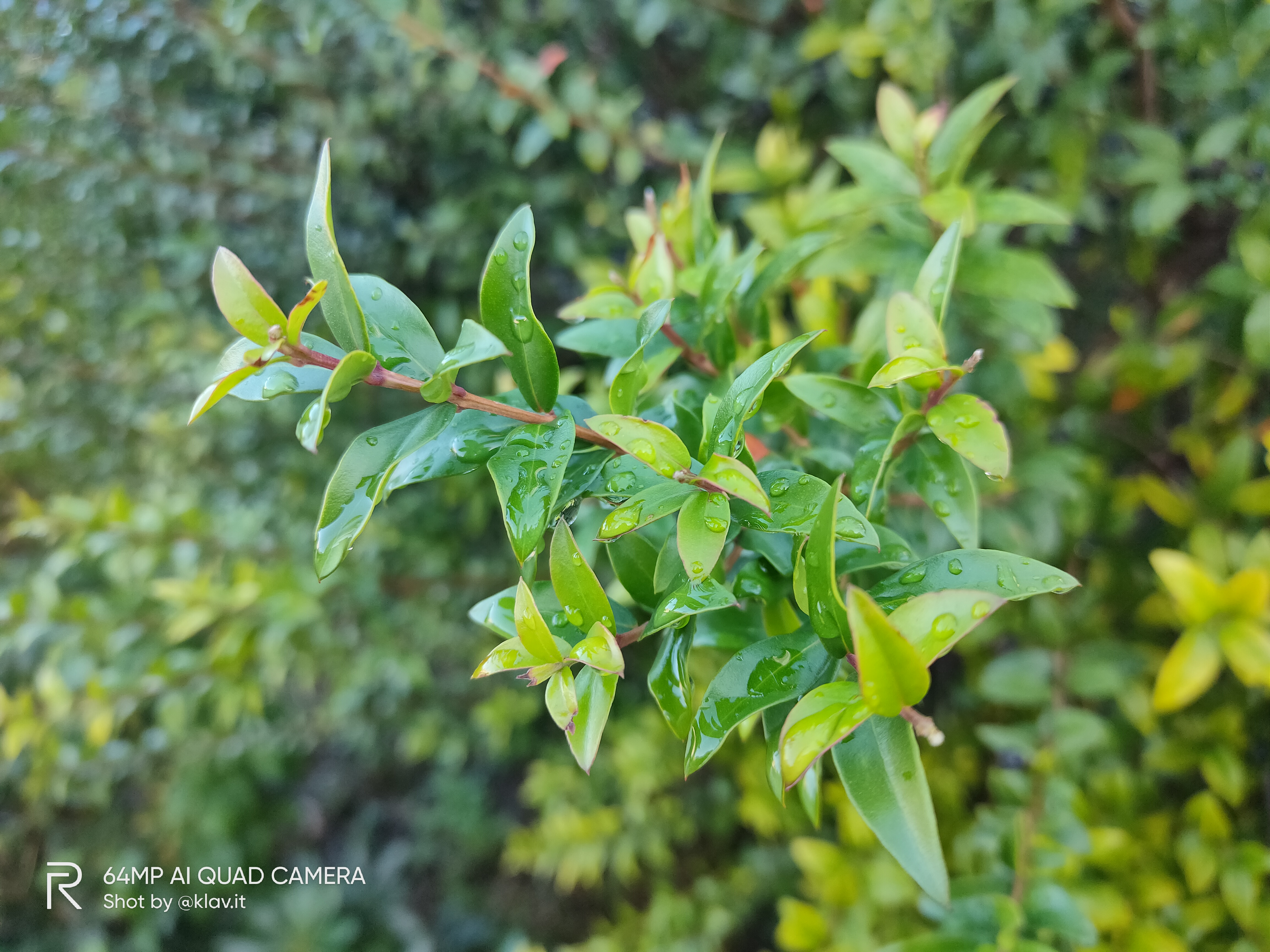 realme xt sample foto