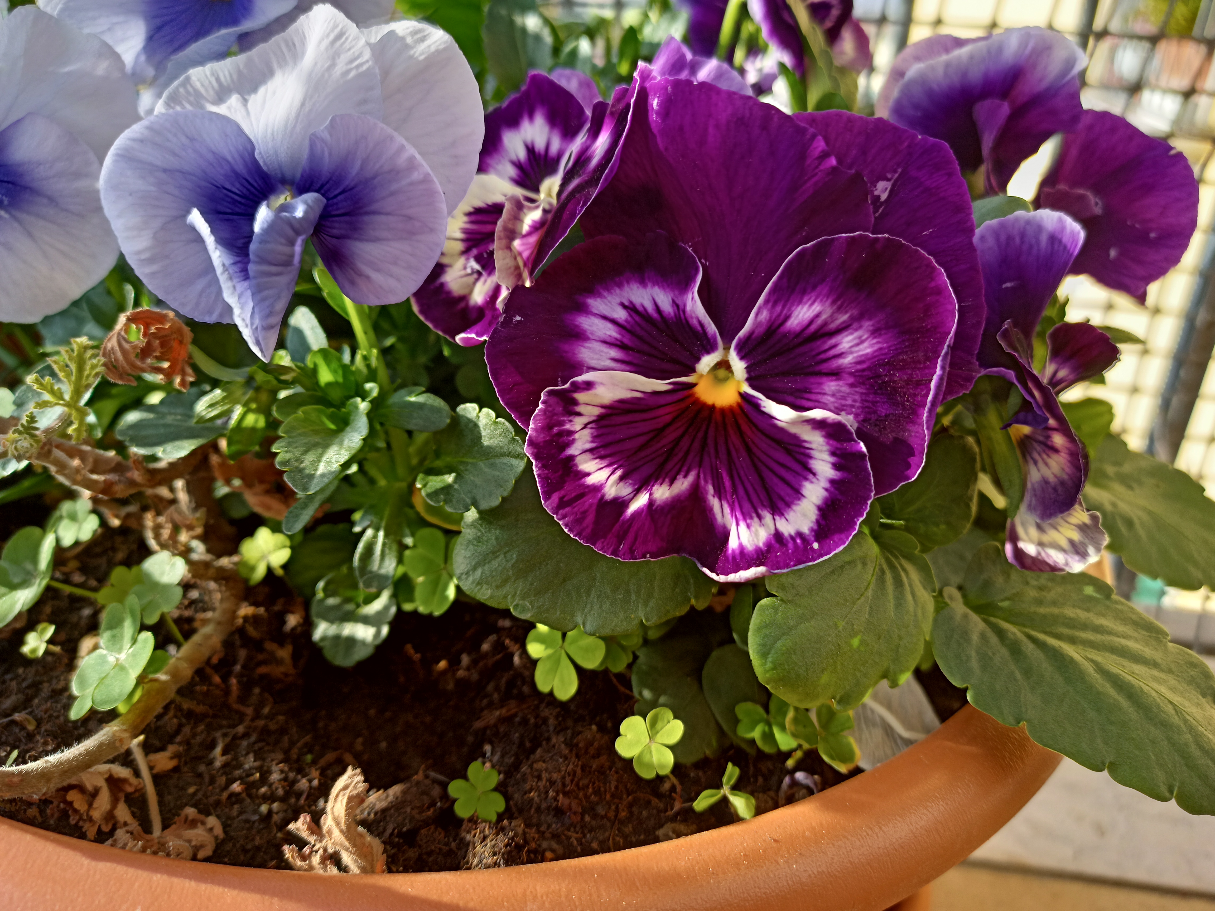 realme 6 sample fotocamera