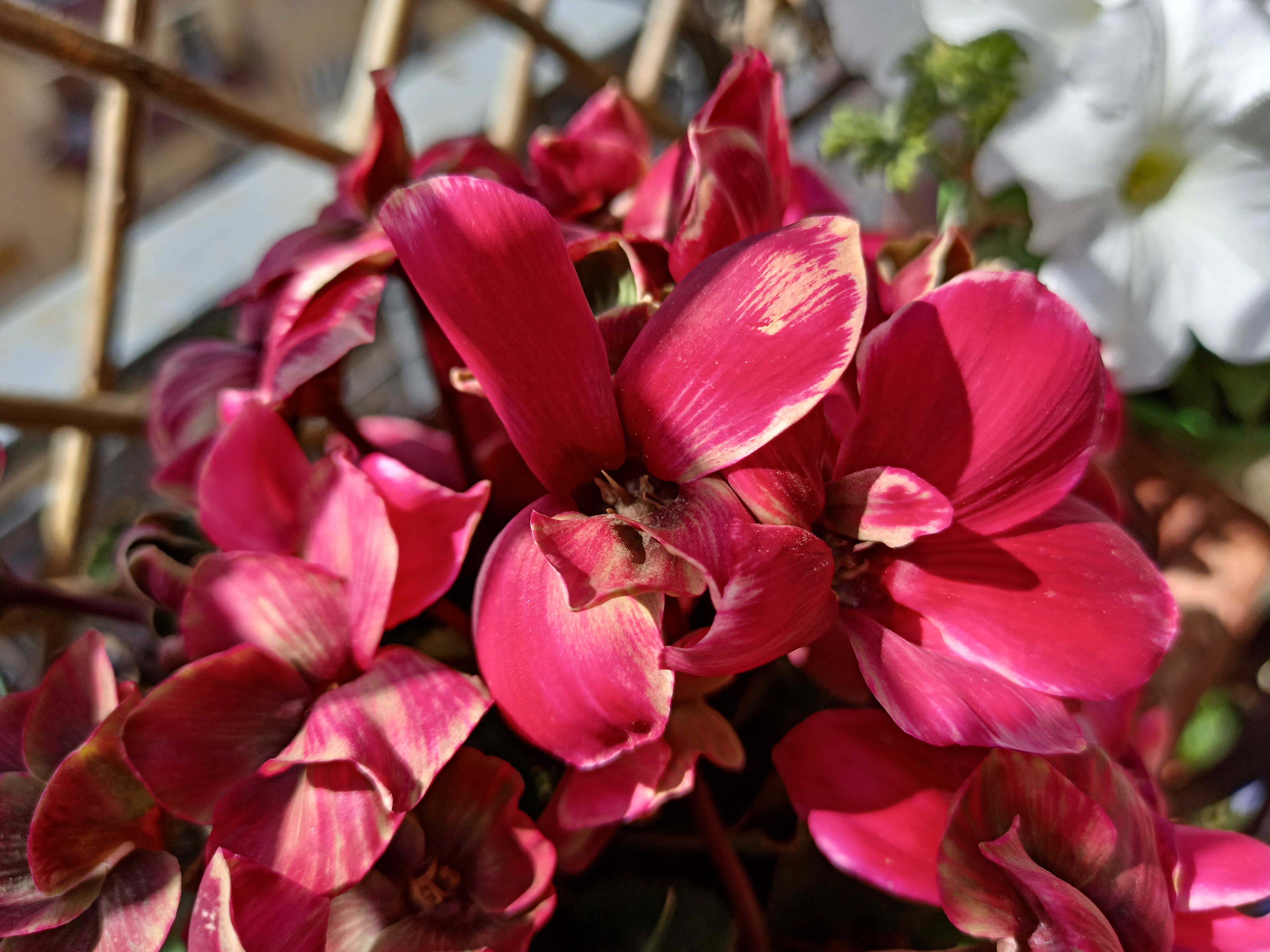 realme 6 sample fotocamera