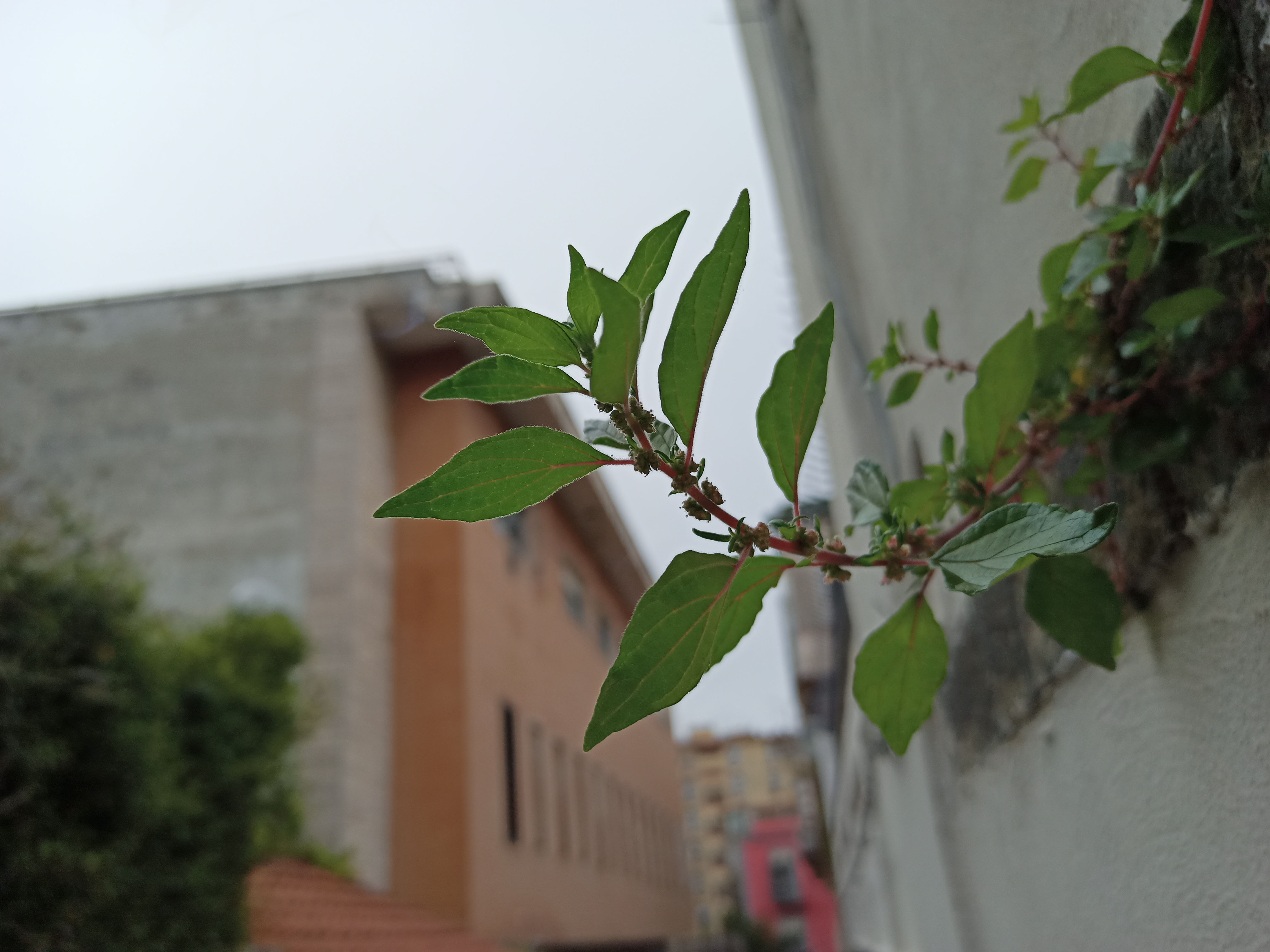 realme 6 sample fotocamera