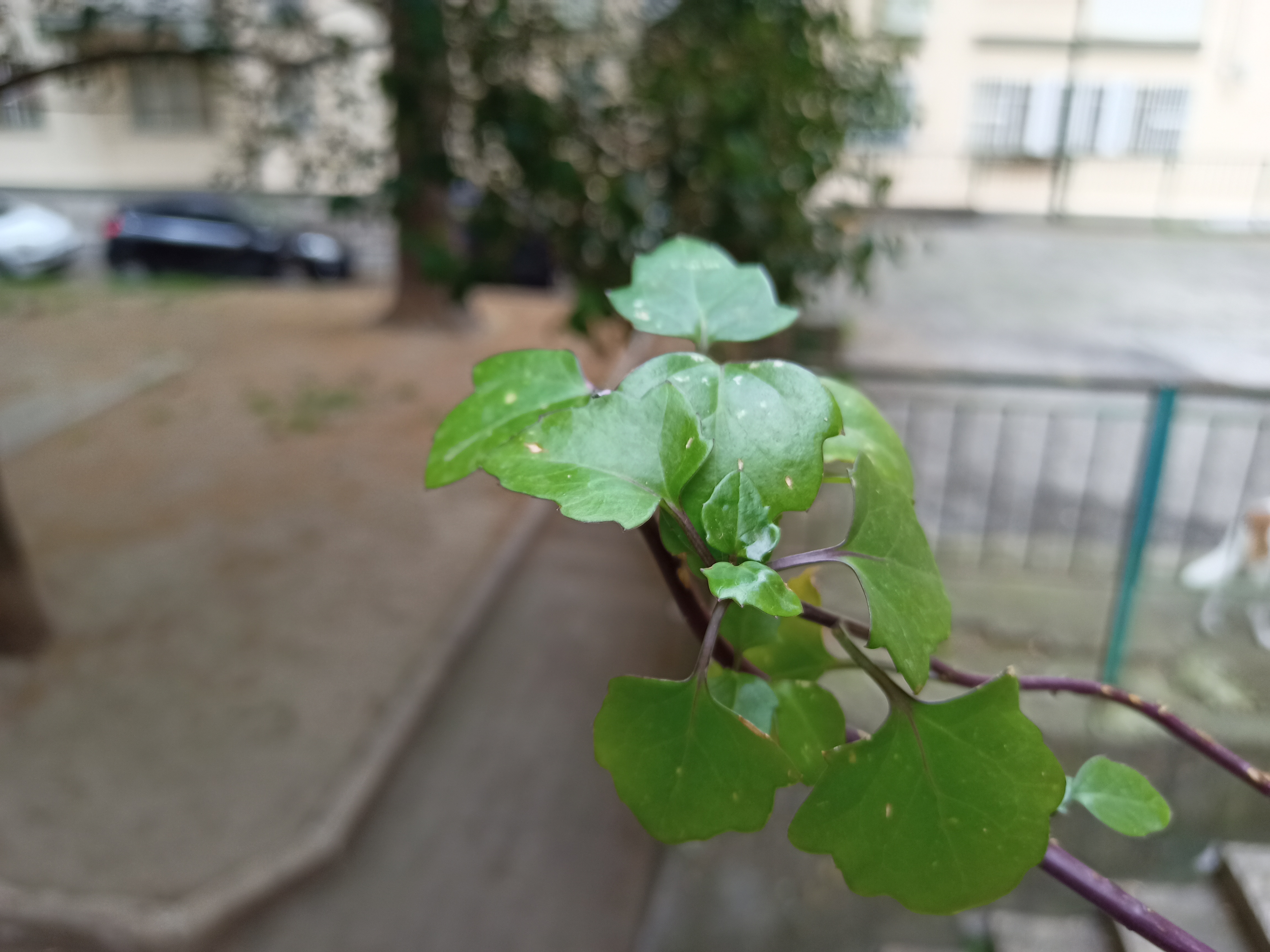 realme 6 sample fotocamera