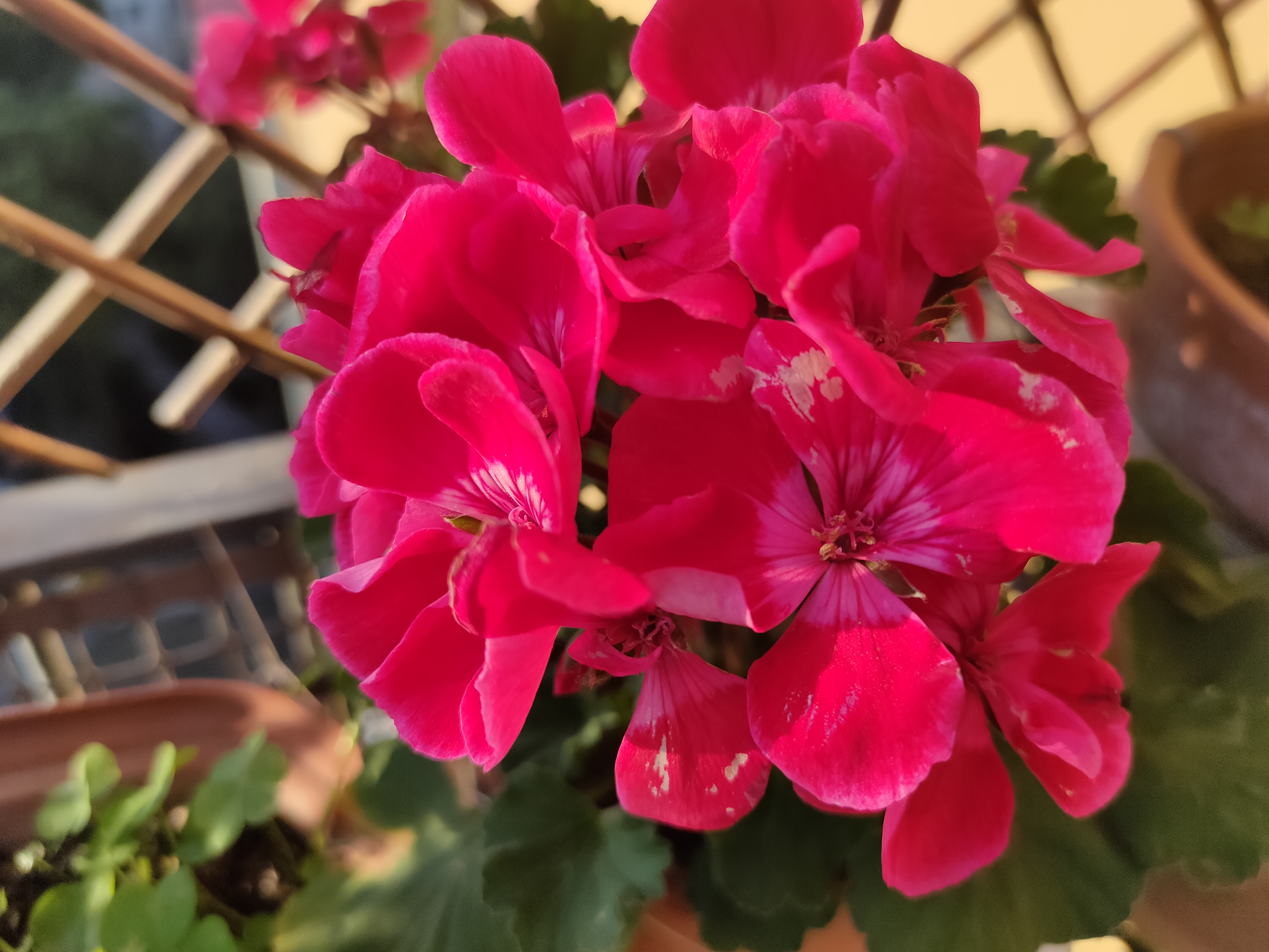 realme 6 pro sample foto