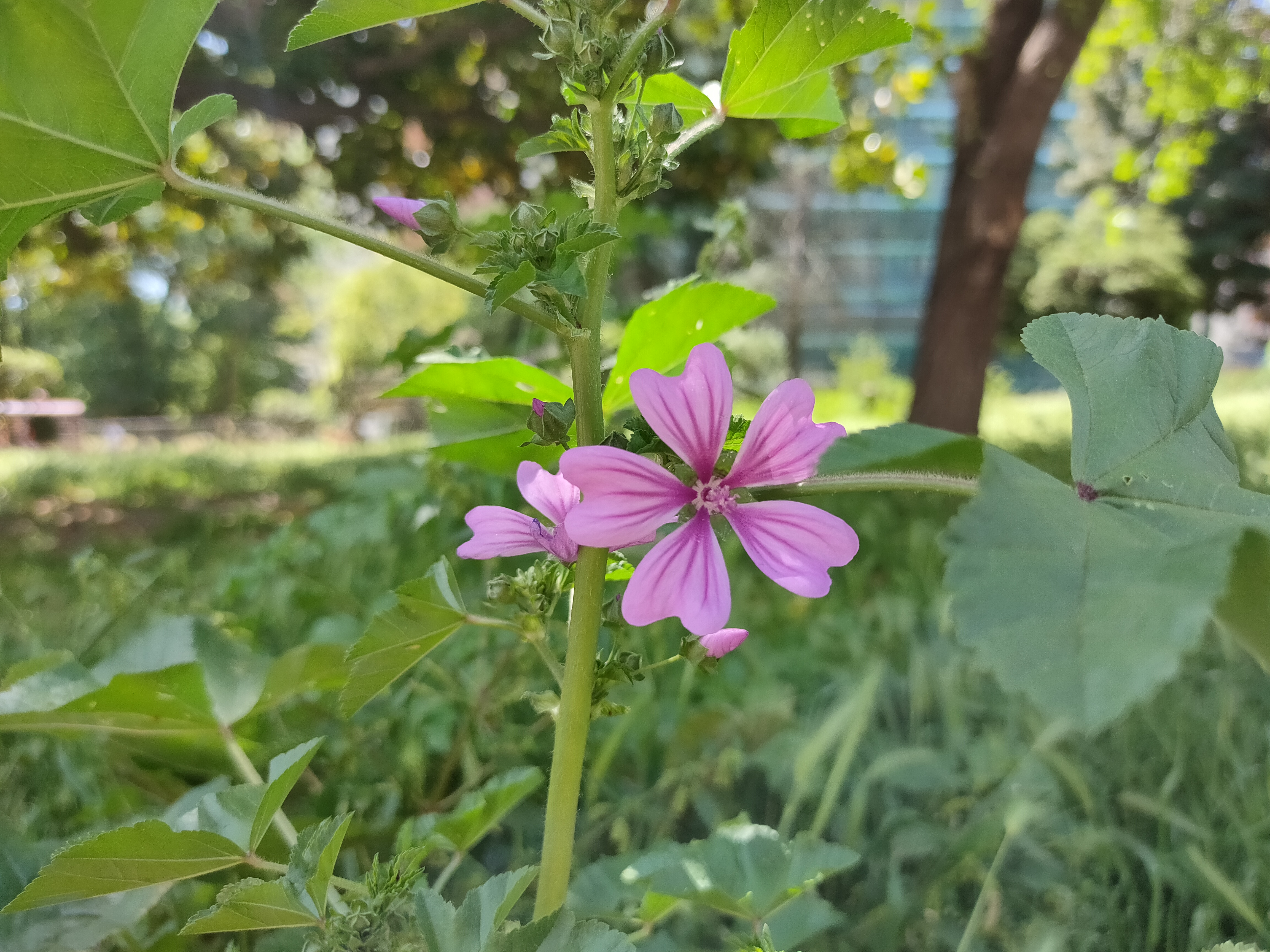 realme 6 pro sample foto