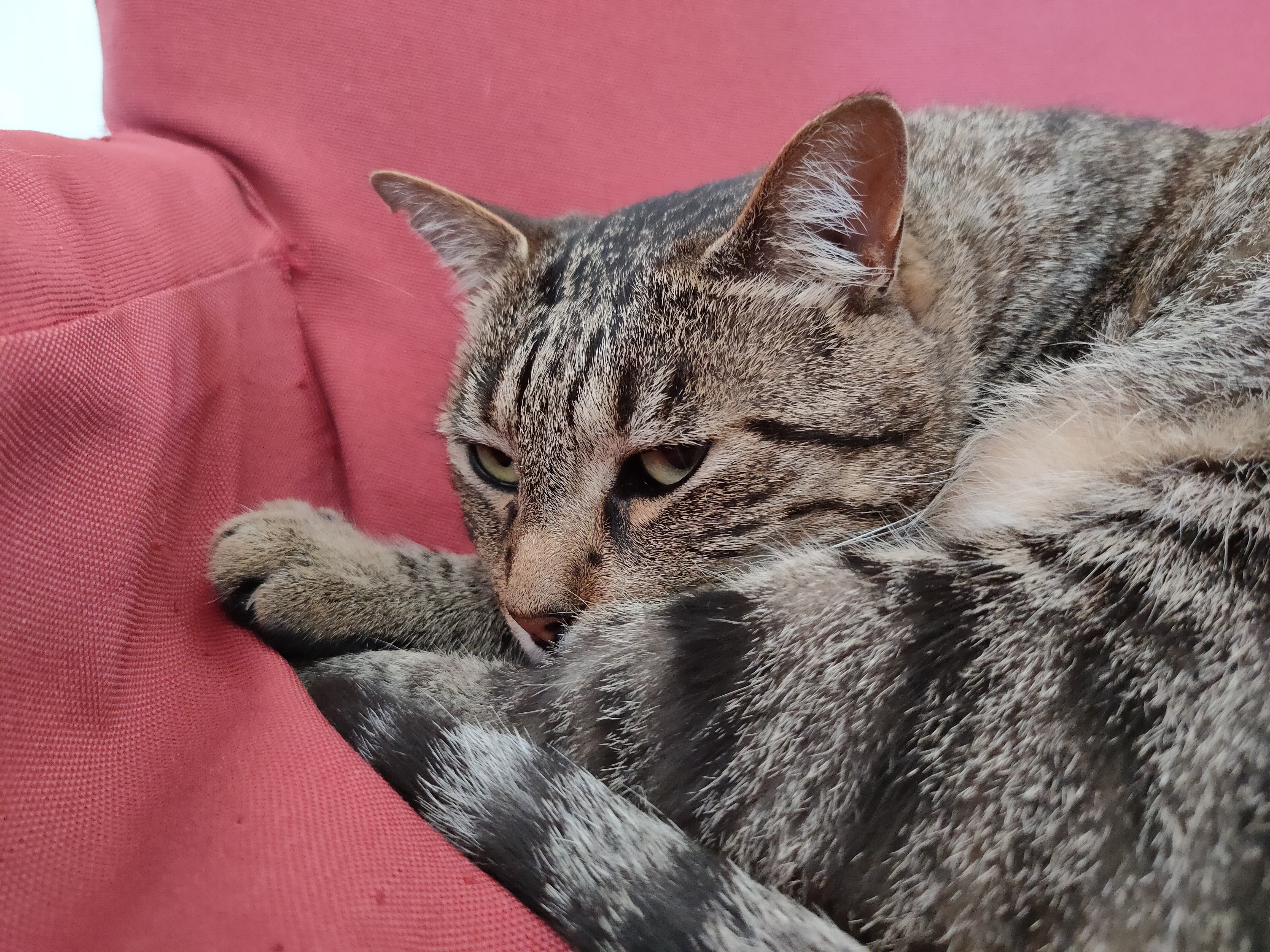 realme 6 pro sample foto gatto