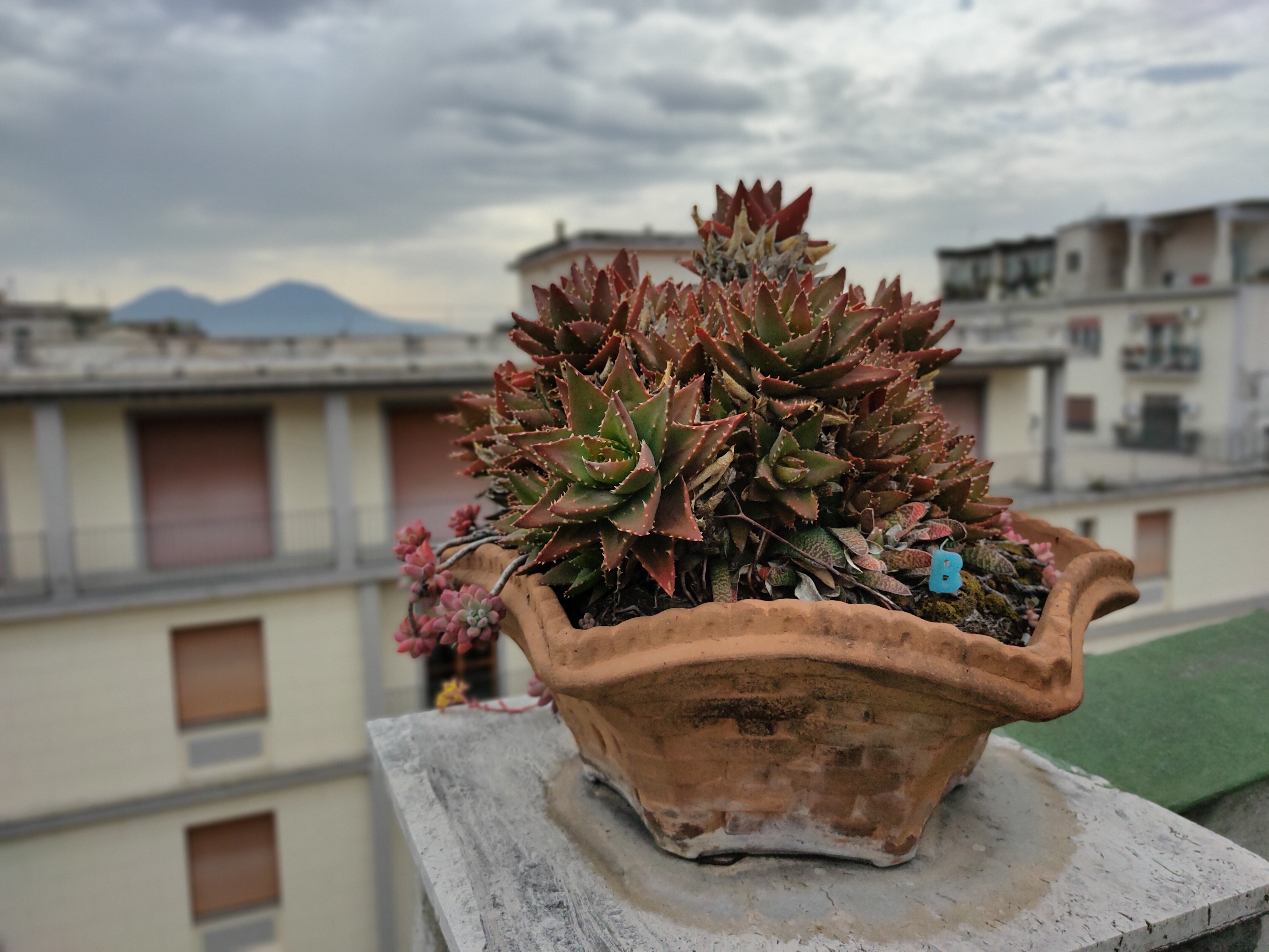 realme 6 pro sample foto bokeh