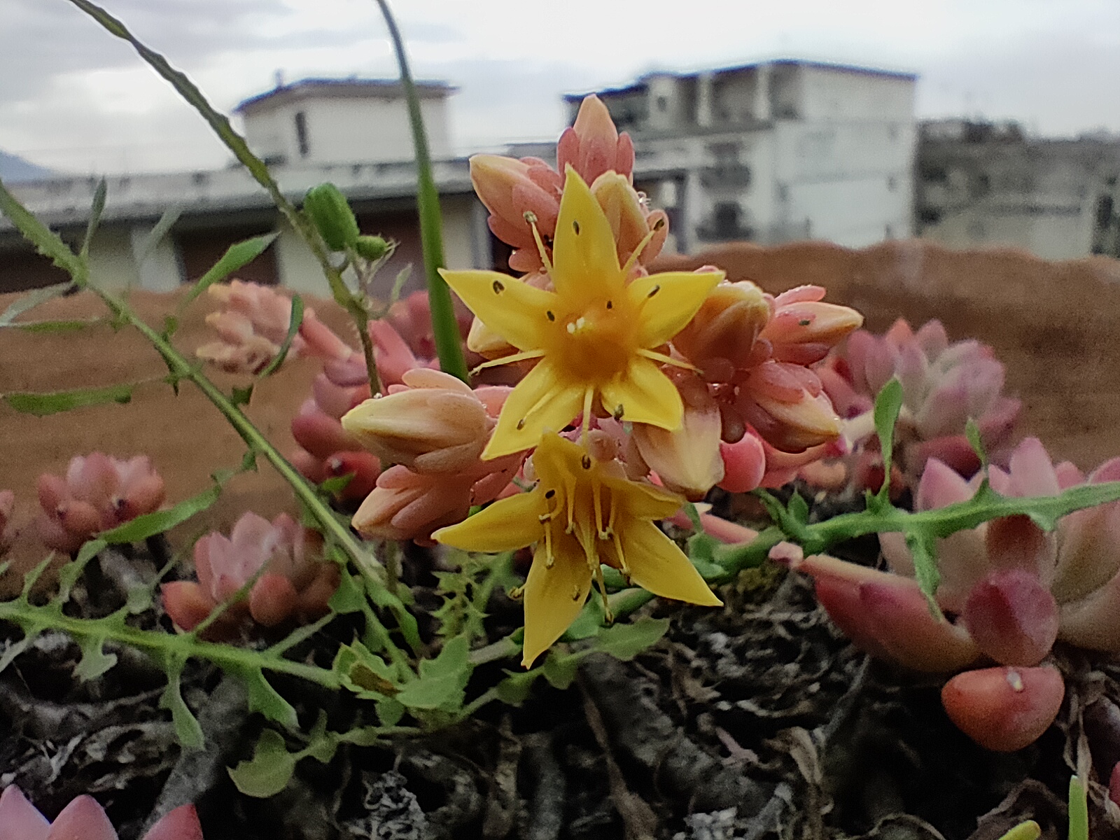realme 6 pro sample foto zoom
