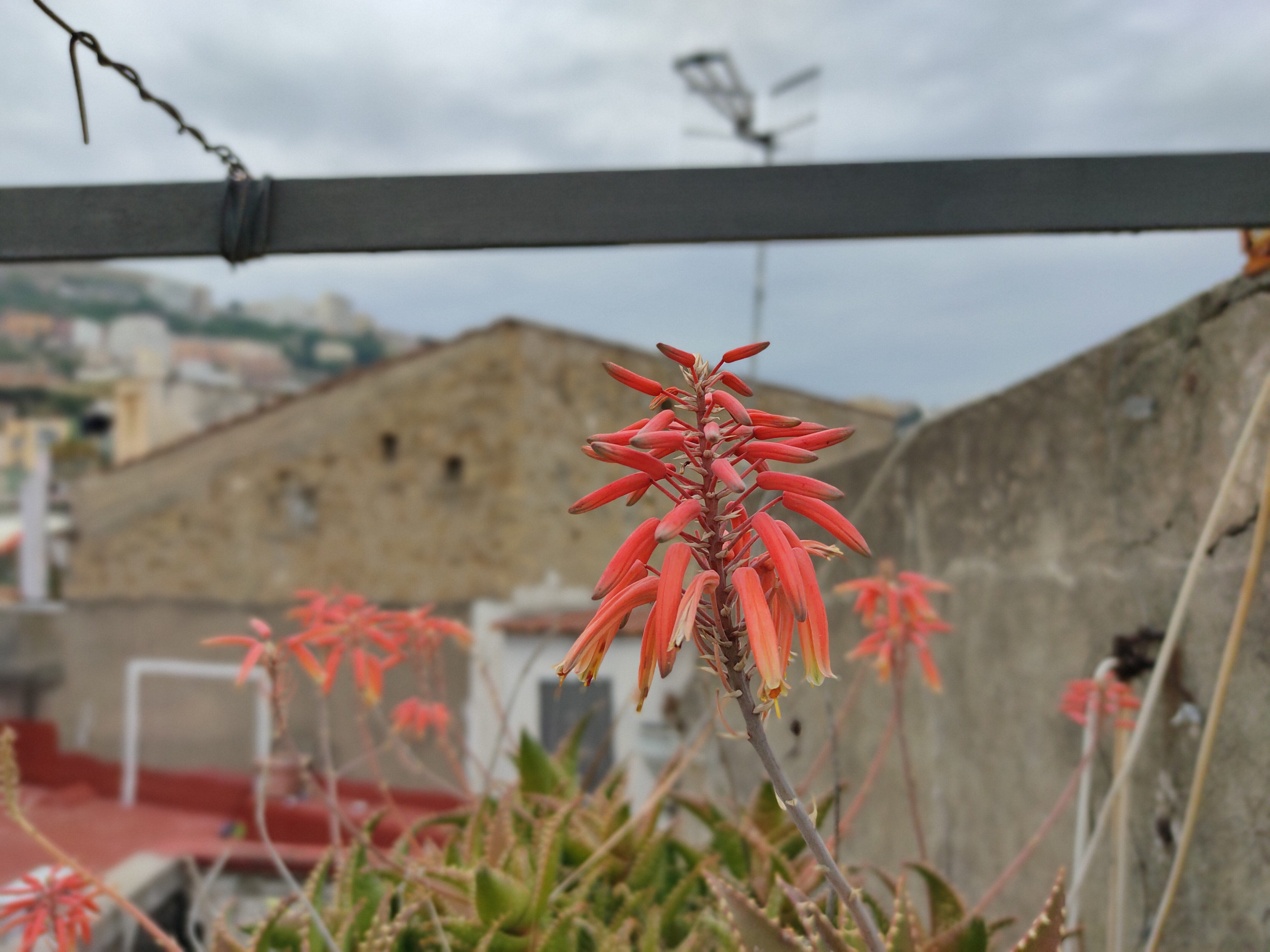 realme 6 pro sample foto bokeh