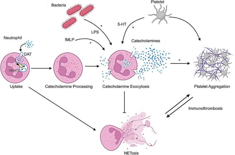 Le cellule immunitarie parlano come neuroni