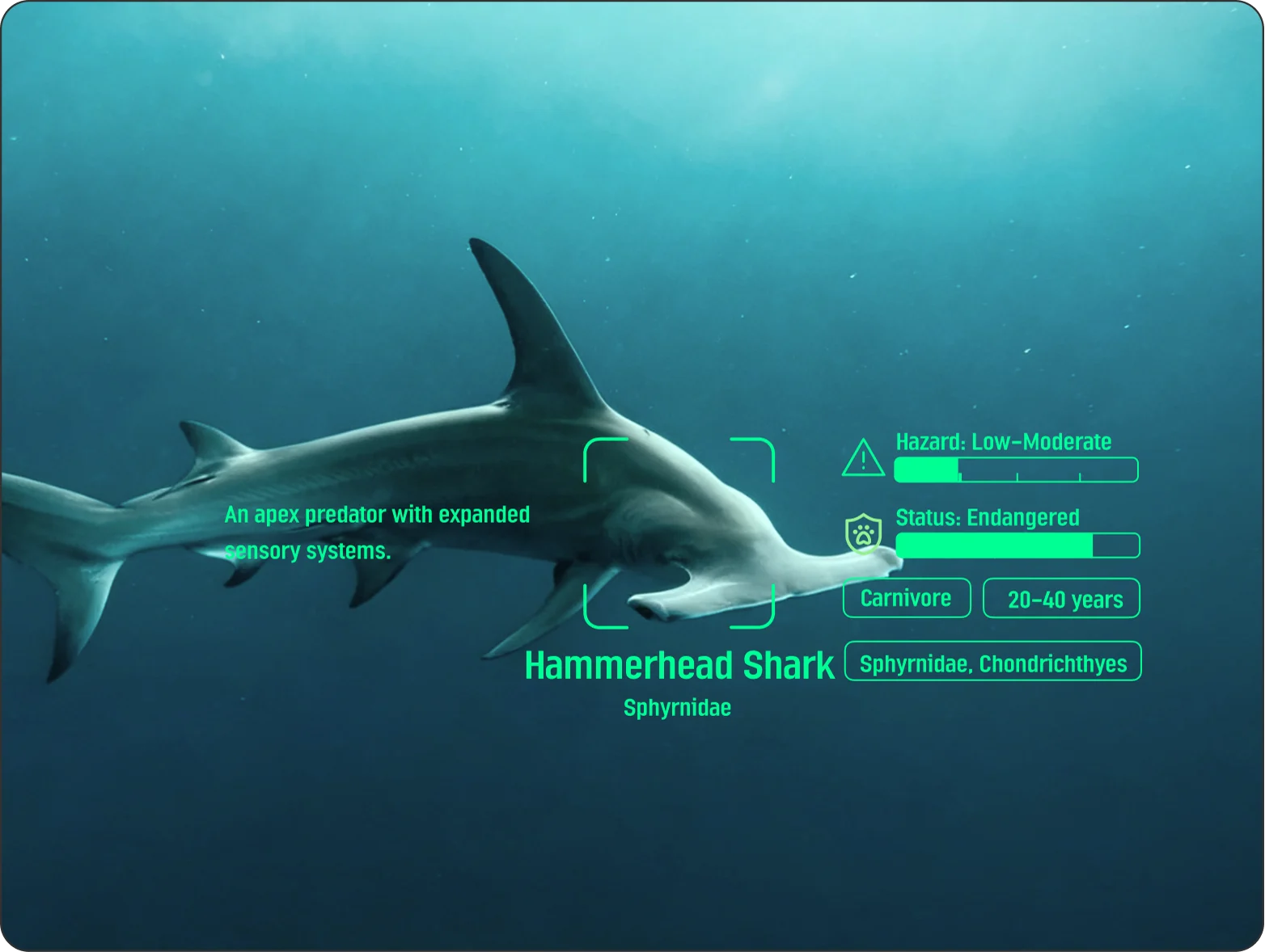 Interfaccia di riconoscimento della fauna marina di AREX One